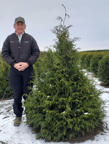 Green Giant Arborvitae