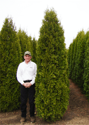 PyramidalArborvitae