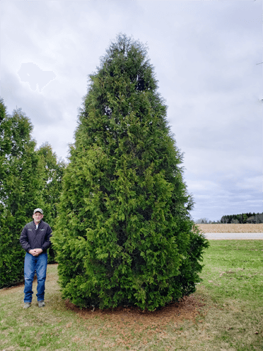 Nigra Arborvitae