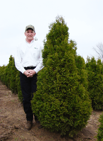 Holmstrup Arborvitae