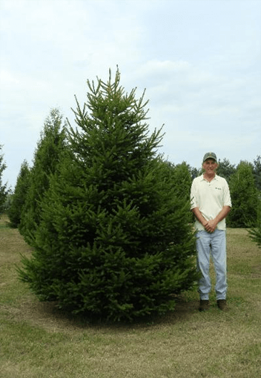 Norway Spruce