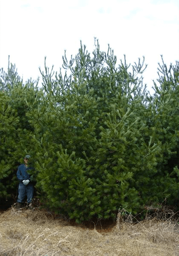 White Pine