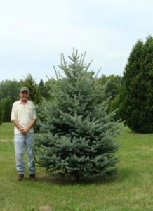 Mature Colorado Spruce with silvery-blue needles and narrow pyramid shape.