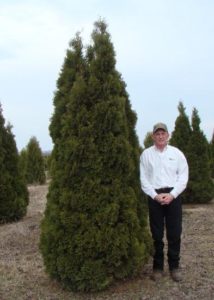 Mature Holmstrup Arborvitae with dense, deep green foliage and narrow cone shape.