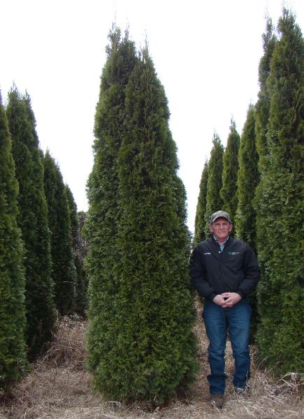 Mature Emerald Green Arborvitae with deep green foliage and narrow pyramidal shape.