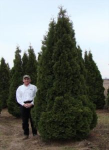 Mature Holmstrup Arborvitae with dense, deep green foliage and narrow cone shape.