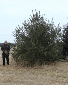 Mature White Pine with green needles in clusters of five and brown cones.