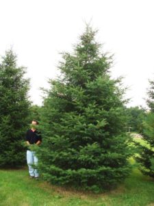 Mature Black Hills Spruce with blue-green needles and narrow pyramidal shape.