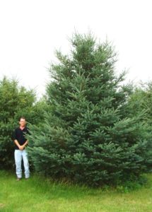 Mature White Spruce with silvery blue-green needles and narrow pyramid shape.