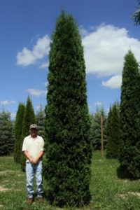 Mature Pyramidal Arborvitae with soft, deep green foliage and narrow pyramidal shape.