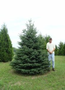 Mature Colorado Spruce with silvery-blue needles and narrow pyramid shape.