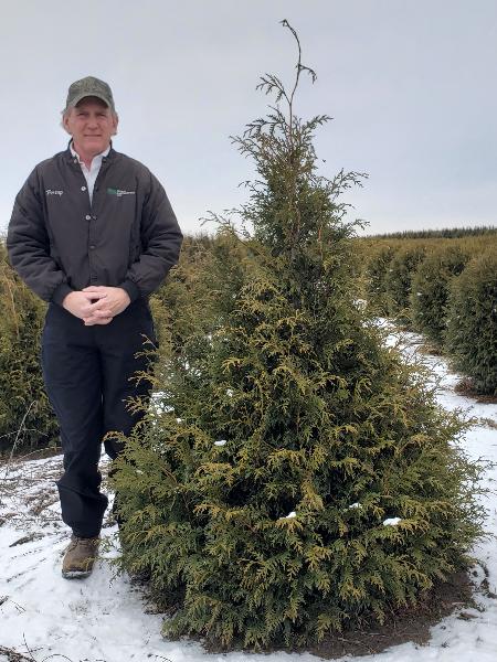 Mature Green Giant Arborvitae with deep green foliage and narrow pyramidal shape.