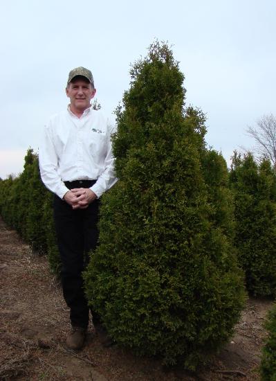 Mature Holmstrup Arborvitae with dense, deep green foliage and narrow cone shape.