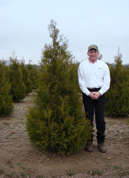 Mature Wintergreen Arborvitae with dark green foliage and narrow column shape.