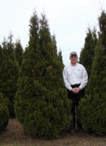 Mature Holmstrup Arborvitae with dense, deep green foliage and narrow cone shape.