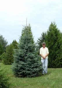 Mature Colorado Spruce with silvery-blue needles and narrow pyramid shape.