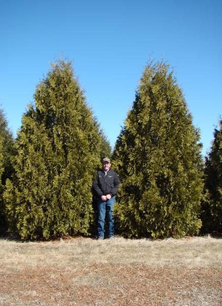 Nigra Arborvitae | WholeSale or Installed
