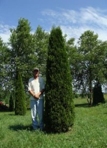 Mature Emerald Green Arborvitae with deep green foliage and narrow pyramidal shape.