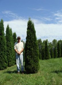 Mature Emerald Green Arborvitae with deep green foliage and narrow pyramidal shape.