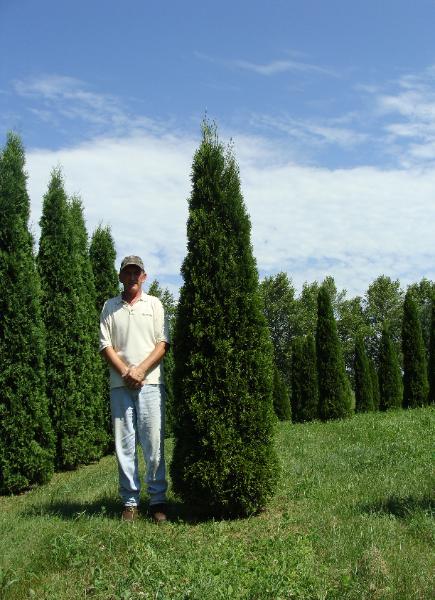 Mature Emerald Green Arborvitae with deep green foliage and narrow pyramidal shape.