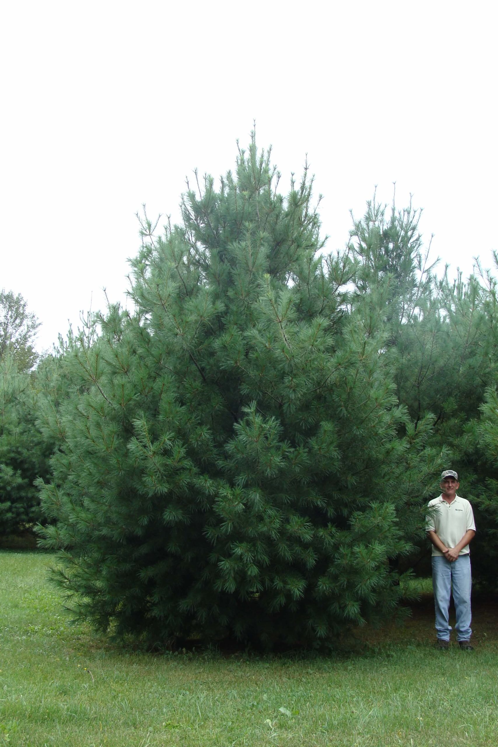 Garden_Prairie,_IL_White_Pine