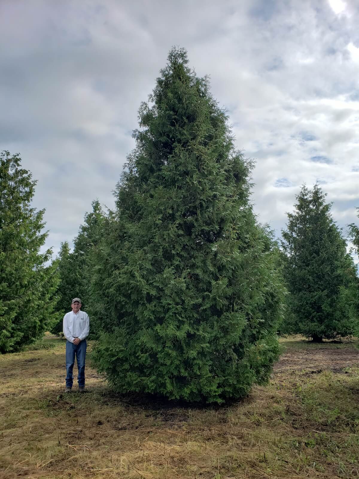 Lake_Geneva,_WI_Nigra_Arborvitae