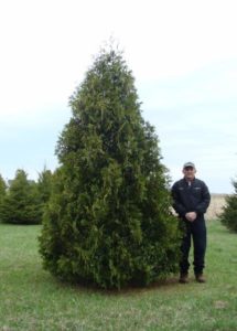 Mature Nigra Arborvitae with dense, deep green foliage and narrow cone shape.