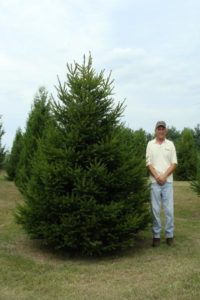Mature Norway Spruce with dark green needles and narrow pyramidal shape.