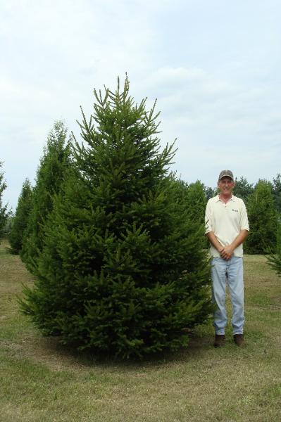 Norway Spruce
