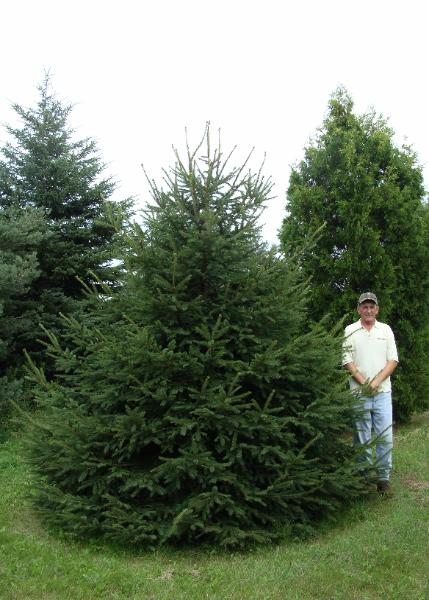 Mature Norway Spruce with dark green needles and narrow pyramidal shape.