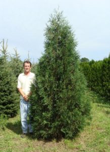 Mature Techny Arborvitae with dense, dark green foliage and cone shape.