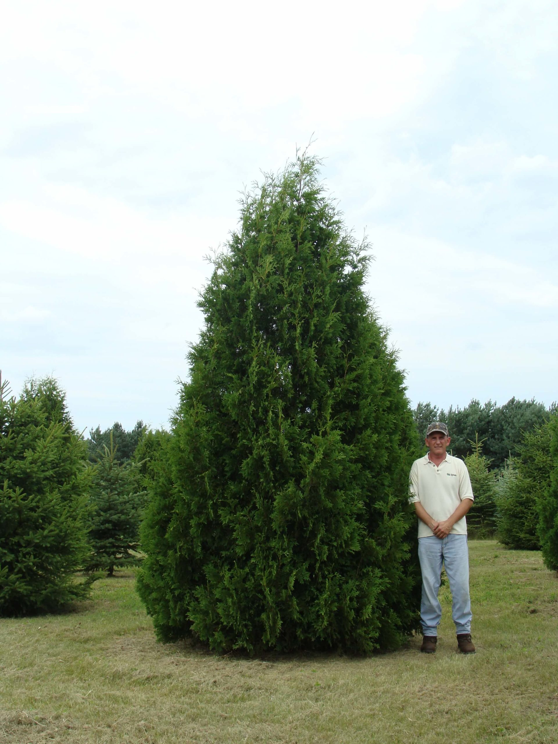 Walworth,_WI_Nigra_Arborvitae