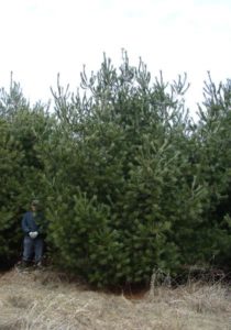 Mature White Pine with green needles in clusters of five and brown cones.