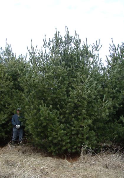 Mature White Pine with green needles in clusters of five and brown cones.