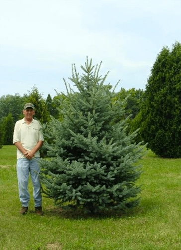 man by colorado spruce tree