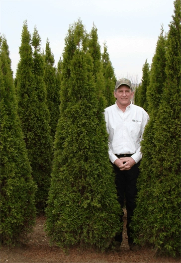 person-with-emerald-green-arborvitae man standing by emerald green arbovitae