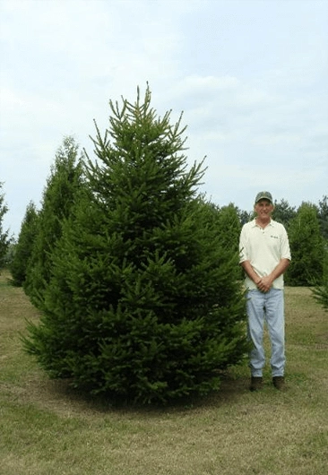 person by norway spruce