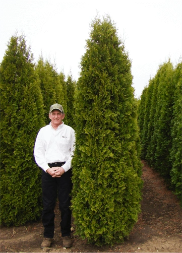 man standing by pyramidal arborvitae