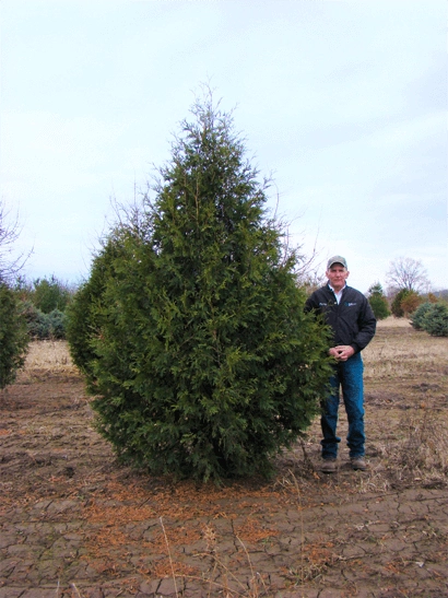 man standing by techny arborvitae