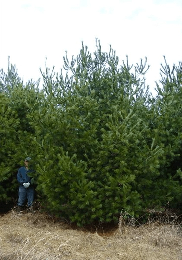man standing by white pine