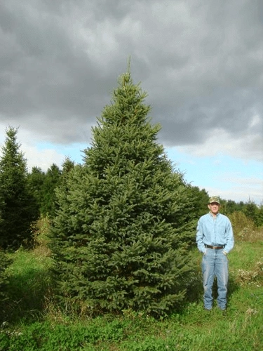 person by white spruce tree