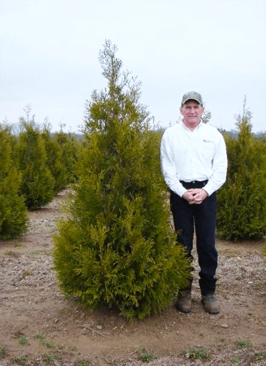 man by wintergreen arborvitae